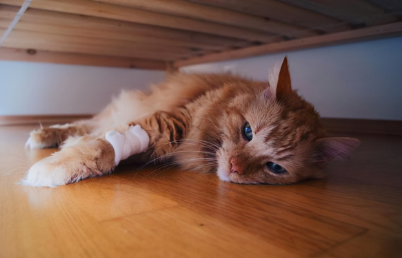 猫咪生病临死前的表现是什么样的 猫咪生病临死前的表现是什么样的