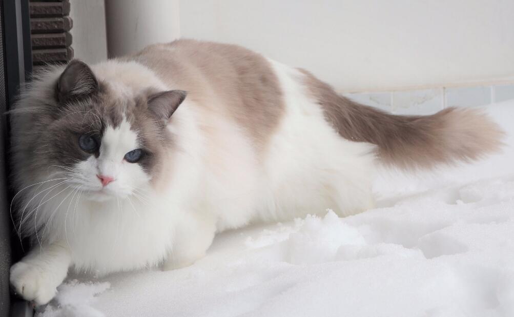 不同品种的猫咪,像重点色的布偶猫和暹罗猫可以交配吗? 不同品种的猫咪,像重点色的布偶猫和暹罗猫可以交配吗?