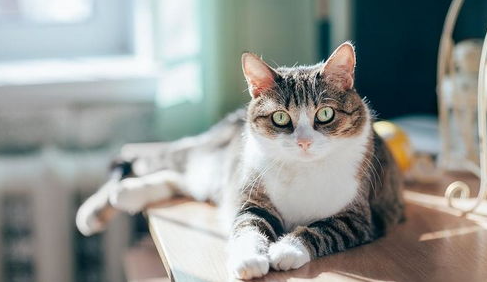带你了解宠物猫癣病的诊断与治疗!