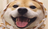 养柴前必备的柴犬喂养秘笈！