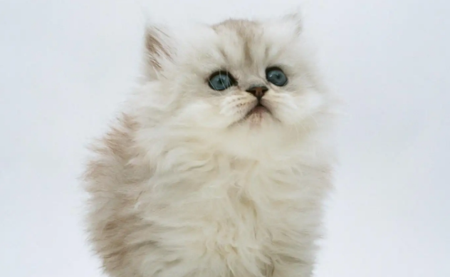 猫就该死猫就是贱 猫就该死猫就是贱