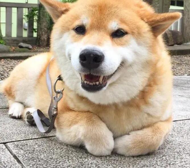 怎么判断柴犬的品质是否优良? 怎么判断柴犬的品质是否优良?