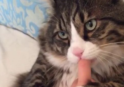 喵星人抱着主人手指狂吸，围观的猫奴们这下不淡定了