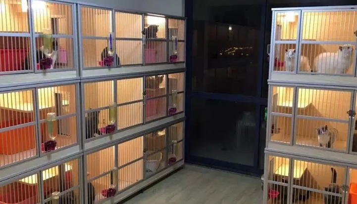 猫舍和宠物店哪个便宜