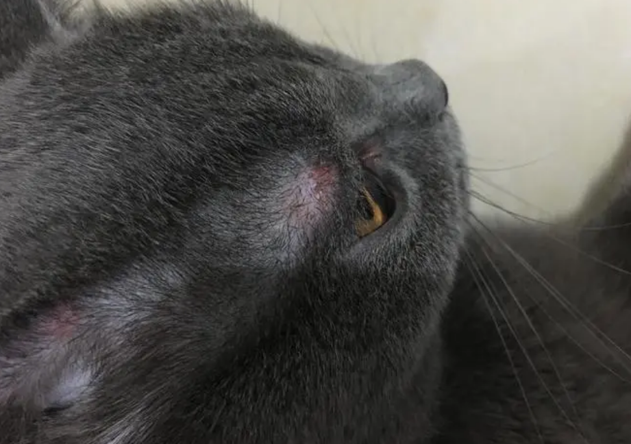 猫咪治猫藓最有效药膏