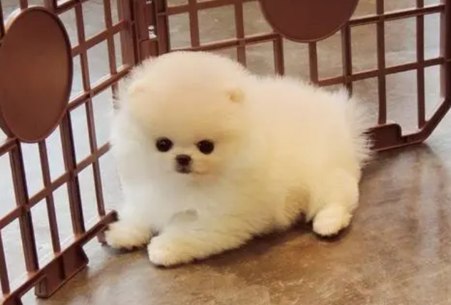 犬舍博美多少钱