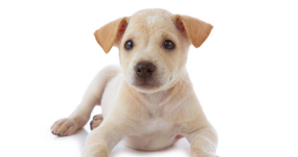 幼犬呕吐？得立即高度重视