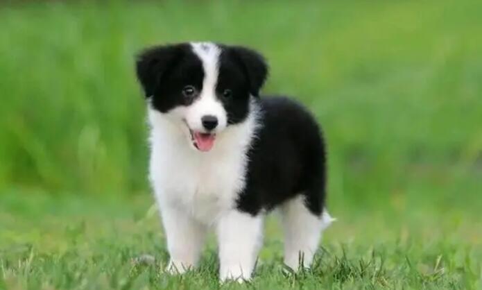 边牧多少钱一只幼犬 边牧多少钱一只幼犬
