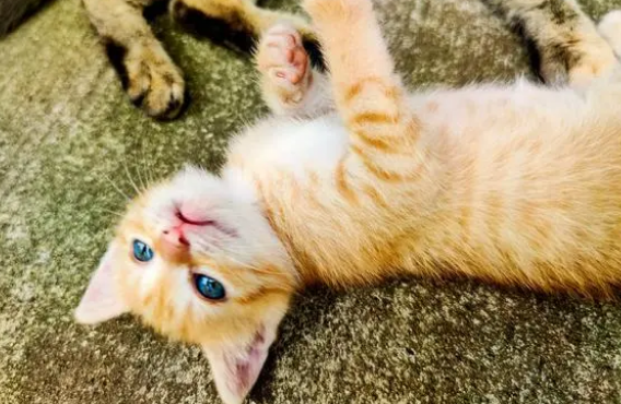猫咪肾衰如何诊疗?猫咪肾衰的透析治疗! 猫咪肾衰如何诊疗?猫咪肾衰的透析治疗!