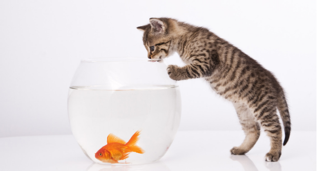 家里的金鱼被猫吃了好不好 家里的金鱼被猫吃了好不好