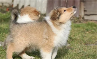 苏格兰牧羊犬抽动，气喘有杂声，实际上可能是这些原因！