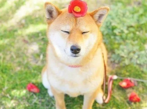不吹不黑,柴犬的这五大特性你认同吗? 不吹不黑,柴犬的这五大特性你认同吗?