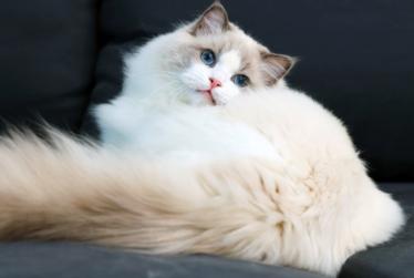 山猫布偶猫价格多少钱一只