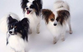 蝴蝶犬脱毛怎么办?蝴蝶犬脱毛的原因及治疗方法 蝴蝶犬脱毛怎么办?蝴蝶犬脱毛的原因及治疗方法