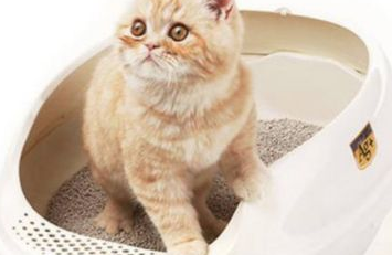 猫咪4天不拉屎精神正常