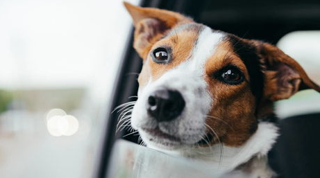 犬外出晕车怎么办？