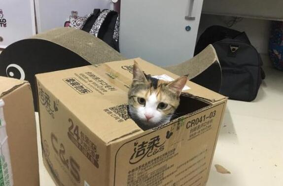 宠物猫用什么快递寄回去 宠物猫用什么快递寄回去