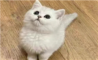 银渐层猫图片