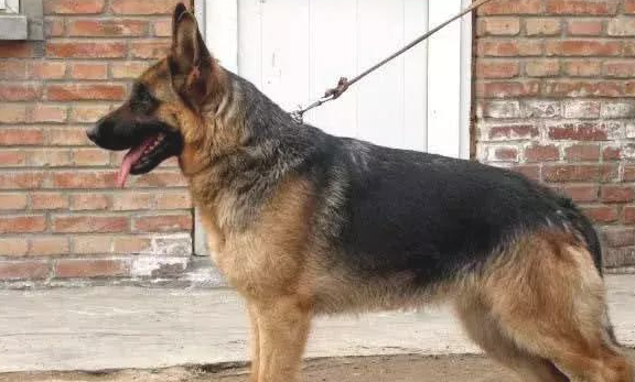 一种最会看家的汪星人常有什么？比特犬六亲不认，最终养不起