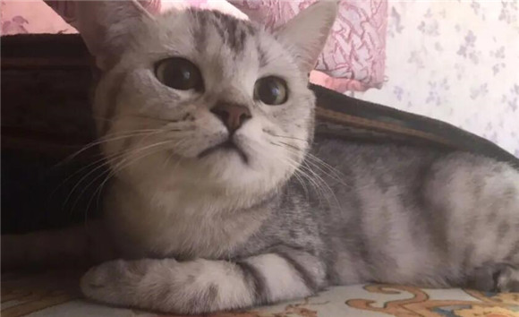 小猫打喷嚏流鼻涕但是精神很好是怎么回事儿