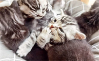 一文告诉你，如何给猫猫选择最好的猫粮？