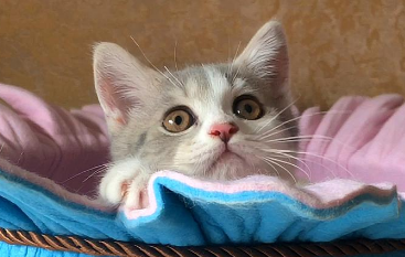 猫咪为什么摇头眼球晃动