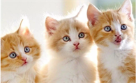 两个月的猫打喷嚏