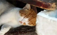 猫瘟猫开始大量喝水不吃，原因竟是这！