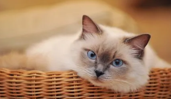 猫咪拉稀不受控制失禁？有哪些原因？