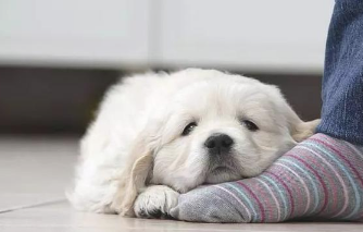 怎样训练狗狗定点排泄,你要了解吗?这一方式 太灵了 怎样训练狗狗定点排泄,你要了解吗?这一方式 太灵了