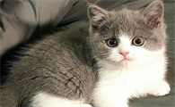 萌宠小知识:便宜宠物猫价格排行榜