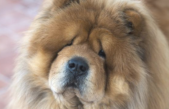 许多人由于这7点舍弃饲养松狮犬,你是吗? 许多人由于这7点舍弃饲养松狮犬,你是吗?
