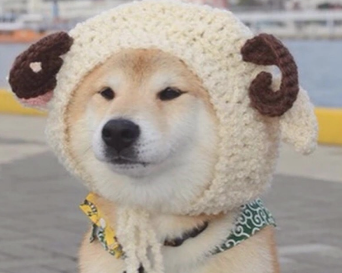狗狗真的需要穿衣服吗? 狗狗真的需要穿衣服吗?