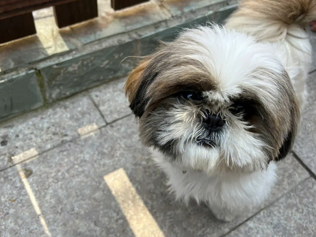 西施犬价格多少钱一只小型犬 西施犬价格多少钱一只小型犬