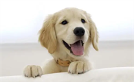 狗狗感冒和犬瘟热的区别是什么?铲屎官必看!