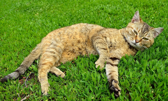 猫咪捕食是如何训练的?如何训练猫捕猎? 猫咪捕食是如何训练的?如何训练猫捕猎?