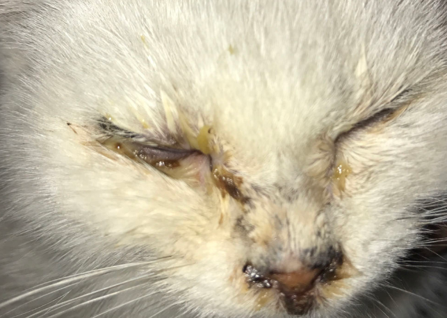 猫的眼屎要不要擦呢