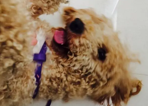 小泰迪向你露肚子是什么意思？来看看吧