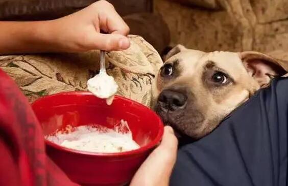 狗狗食量降低可是很开朗，这是什么原因？