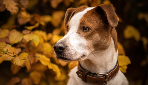 狗狗常见腹泻是小问题？并非全部益生菌粉都能改进腹泻
