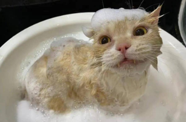 猫咪为什么睡醒就洗澡啊