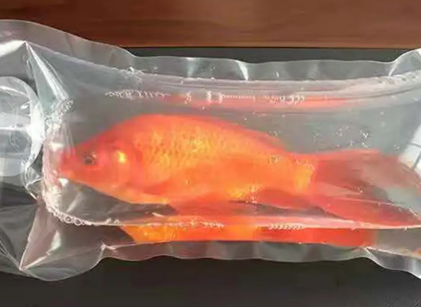 宠物鱼怎么寄快递 宠物鱼怎么寄快递