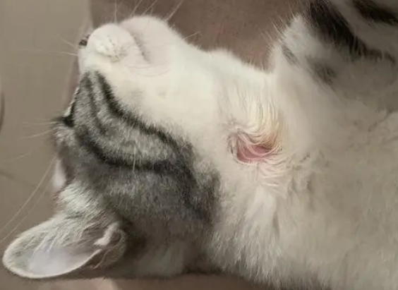 怎么看猫有没有猫藓啊