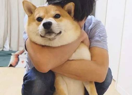 “较难训炼”的6大狗狗,碰到最终一种狗,训犬师也会训不太好! “较难训炼”的6大狗狗,碰到最终一种狗,训犬师也会训不太好!