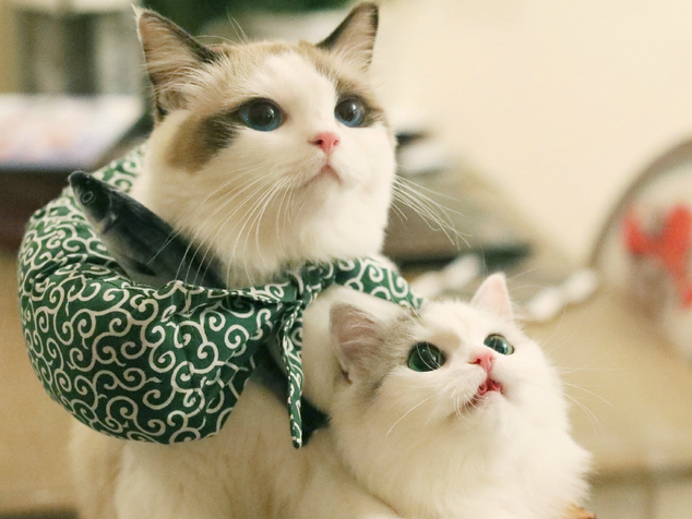 新手养猫的11个禁忌，你们知道多少？