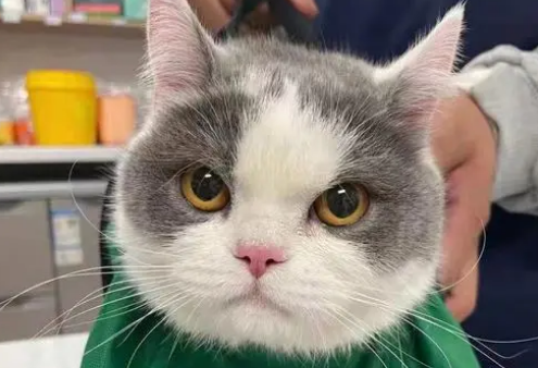 猫咪绝育暴走了是为什么 猫咪绝育暴走了是为什么