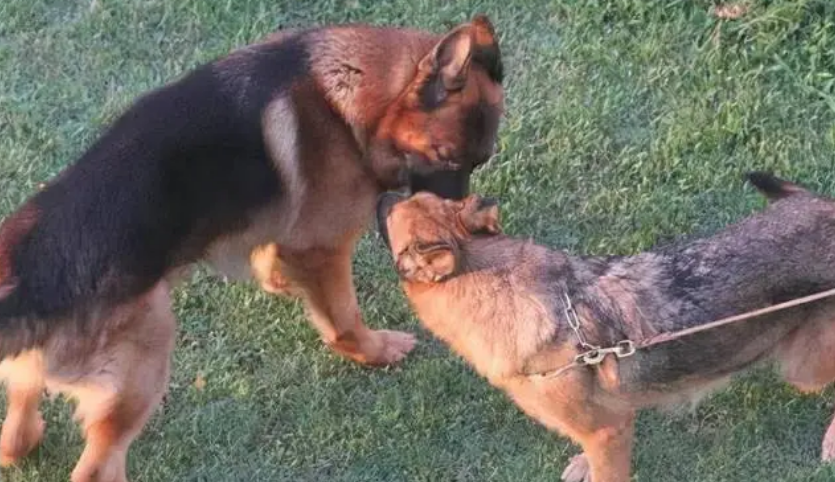 让母犬在最适当的时机受孕