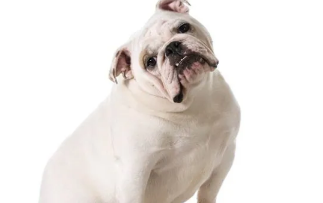 白色斗牛犬叫什么名字 白色斗牛犬叫什么名字