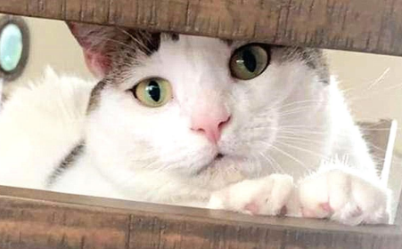 主人带胖猫去看病，医生一系列操作后，看了忍不住让人大笑