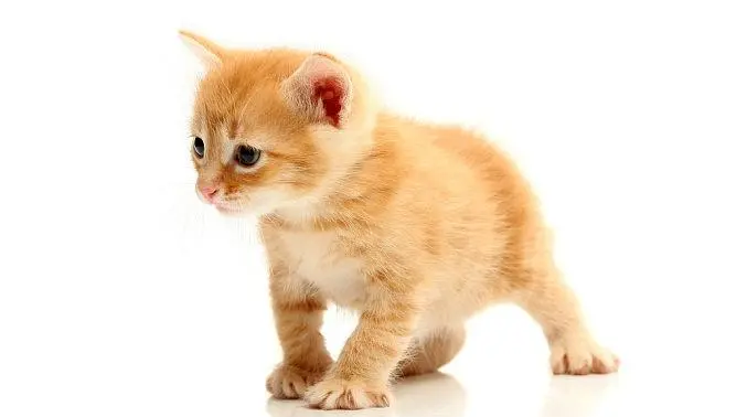 猫猫被吓的解决办法 猫猫被吓的解决办法